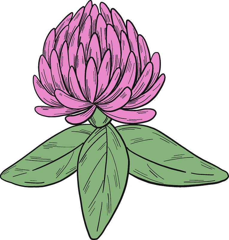 Clover Blossom Clipart - Water Lily - Png Download (766x800), Png Download