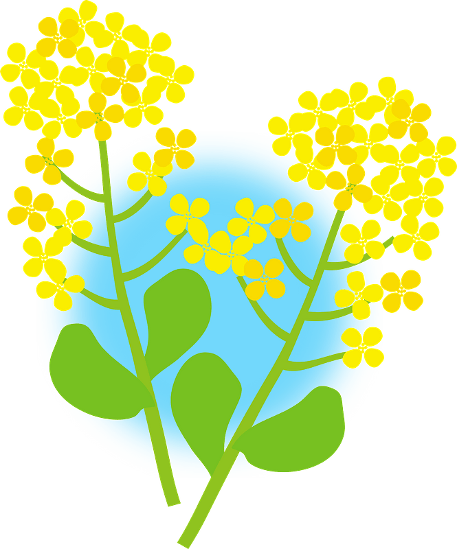 Rape Blossoms Flower Clipart - Png Download (665x800), Png Download