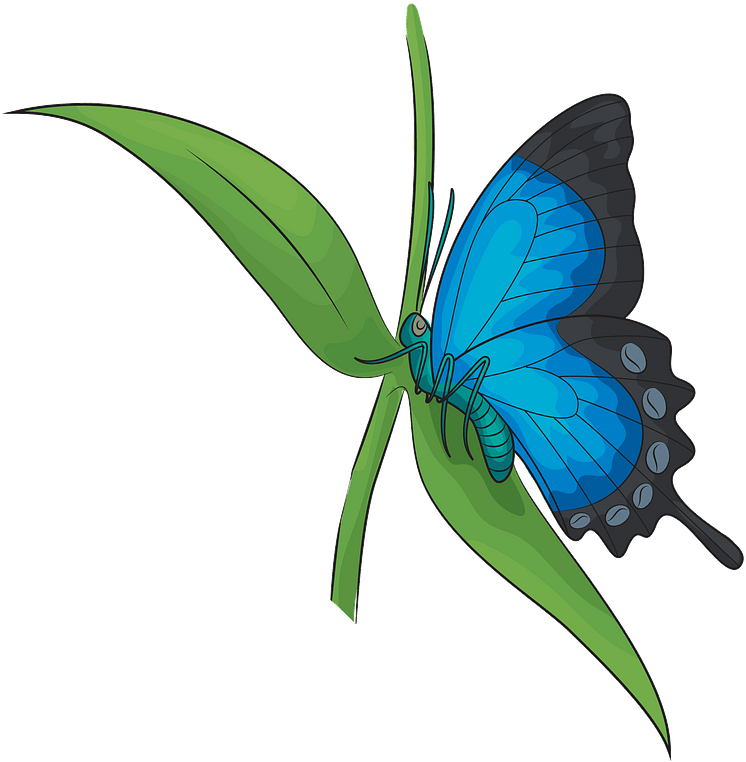 Ulysses Butterfly Clipart - Lycaenid - Png Download (788x800), Png Download