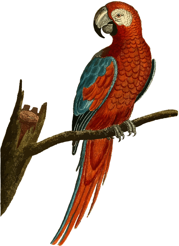 Parrot Sitting On A Branch Clipart - Vintage Parrot Png Transparent Png (800x800), Png Download