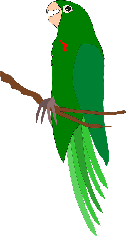 Parrot On Branch Clipart - Png Download (429x800), Png Download