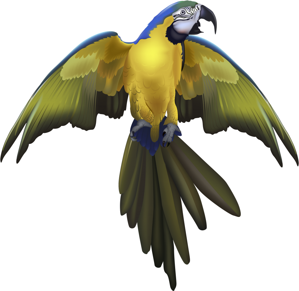 Macaw With Spreaded Wings Clipart (1024x1010), Png Download