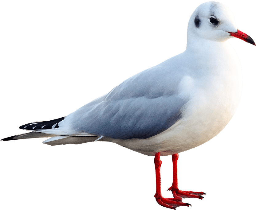 Mouette En Png Clipart (876x720), Png Download