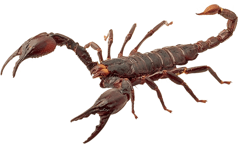 Scorpion Png Clipart (900x580), Png Download