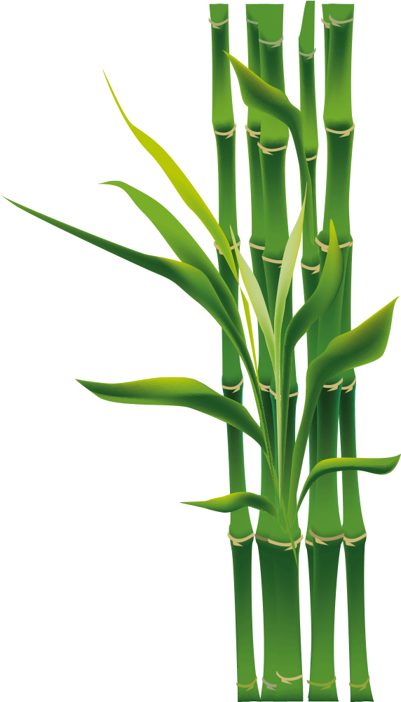 Free Download Bamboo Png Clipart Tropical Woody Bamboos - Clip Art Png Images Of Bamboo Transparent Png (572x1001), Png Download