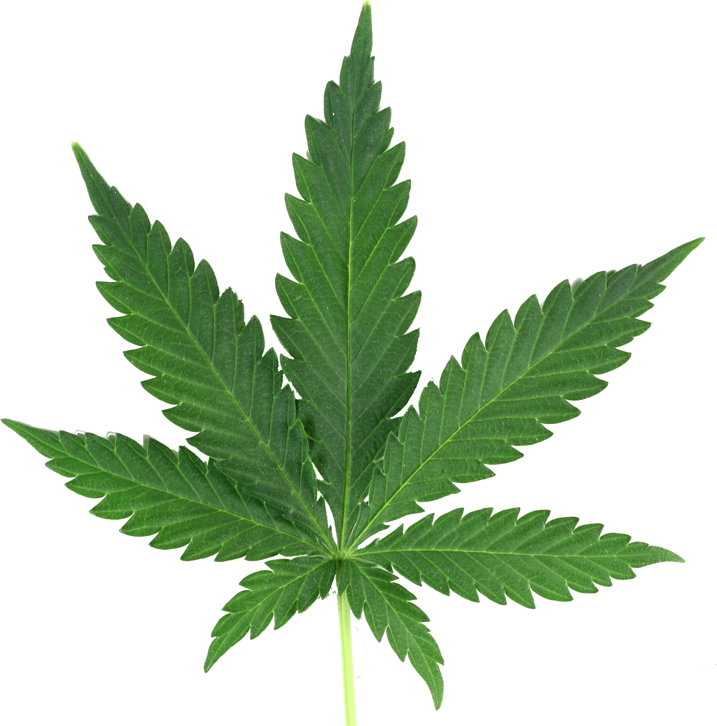 Marijuana Leaf Png Real - Weeds That Look Like Marijuanas Clipart (2544x2544), Png Download