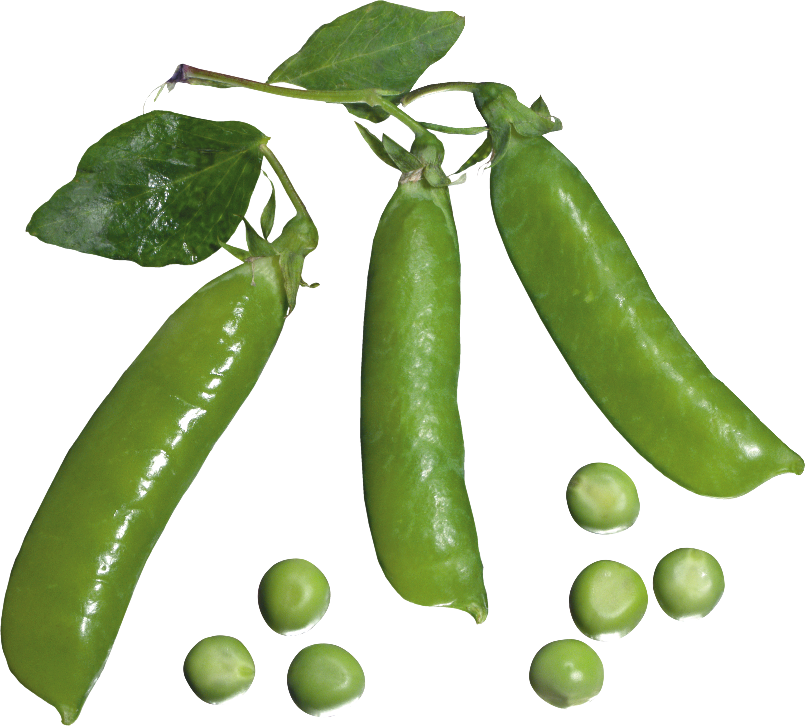 Now You Can Download Pea Png Picture - Pea Clipart (3387x3053), Png Download