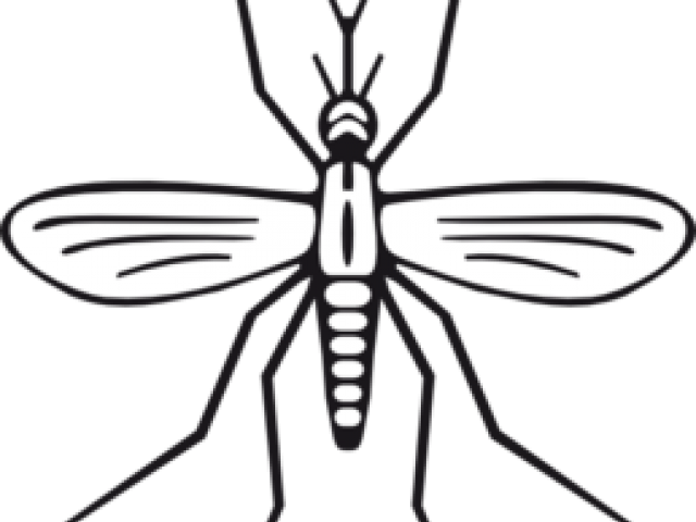 Mosquito Clipart - Png Download (640x480), Png Download
