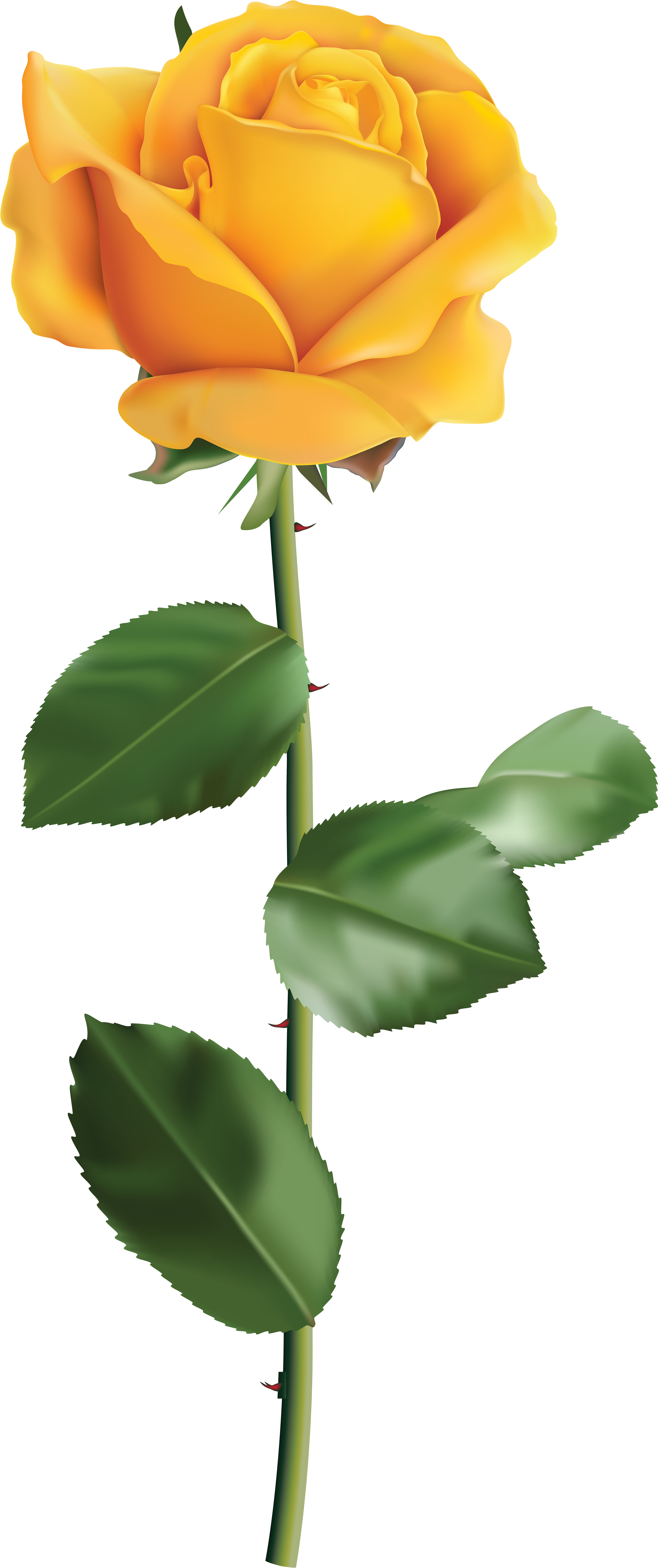 Yellow Rose Clip Art - Clip Art Yellow Rose - Png Download (3702x8000), Png Download