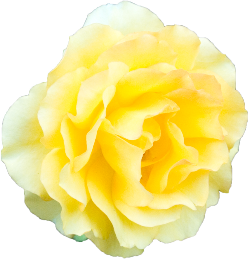 Beach Rose Garden Roses Yellow - Yellow Rose No Background Clipart (894x894), Png Download
