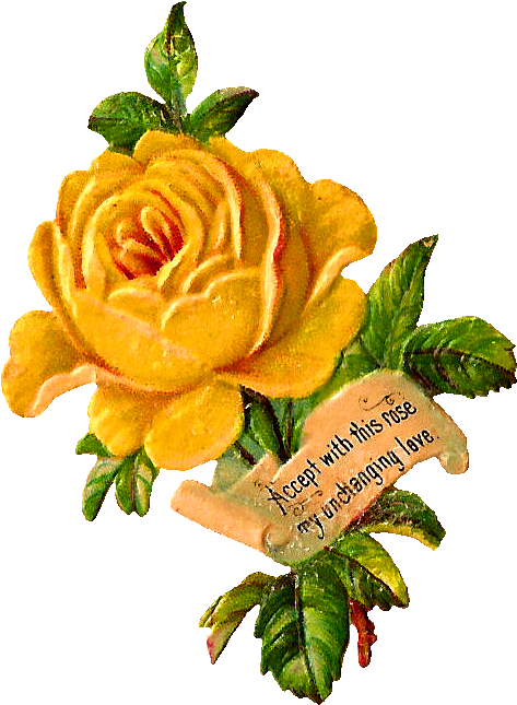 Stock Flower Image - Vintage Yellow Roses Clipart - Png Download (536x696), Png Download