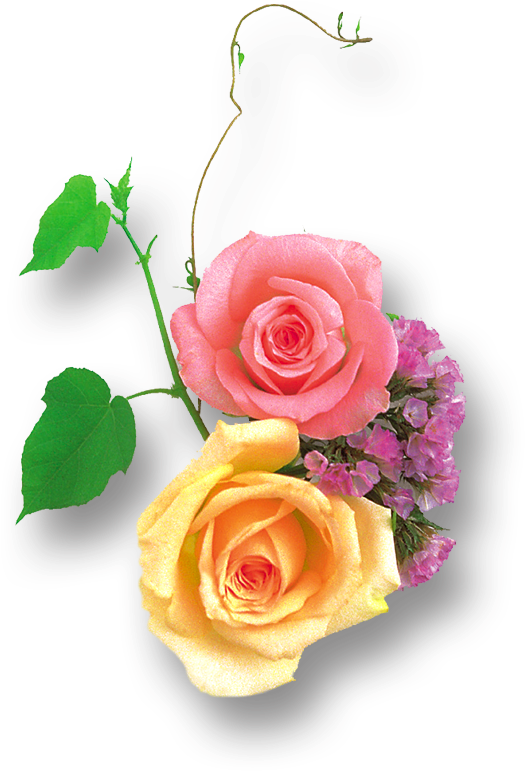 Transparent Pink Roses Clipart - Portable Network Graphics - Png Download (525x771), Png Download