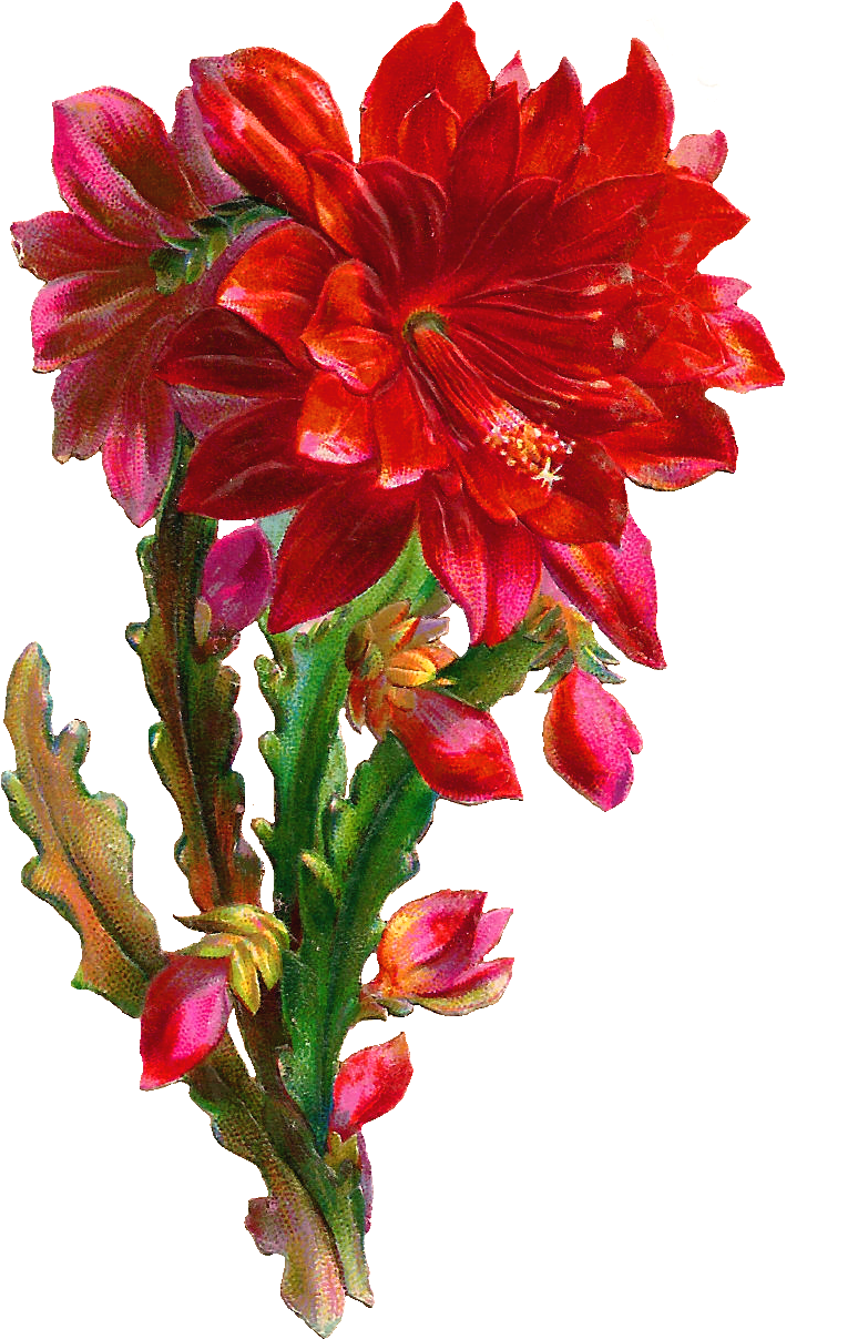 Gorgeous Flower Clipart Clipart Free , Png Download - Beautiful Flowers Clipart Png Transparent Png (783x1207), Png Download