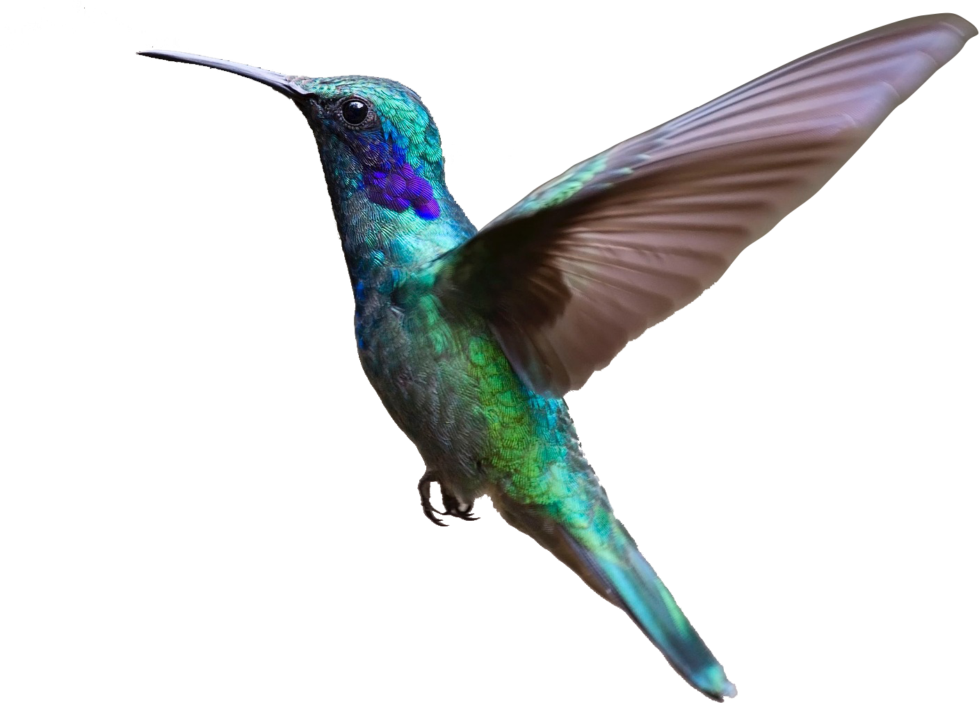 About Us Portal Caribbean - Bird Flying Transparent Background Clipart (1920x1265), Png Download