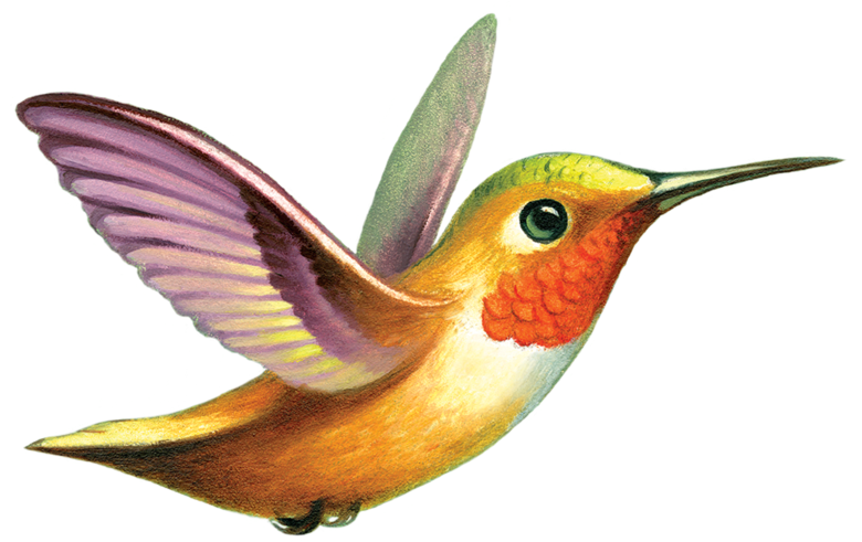 Hummingbird Clipart Free Download Ruby Throated - Rufus Hummingbird Transparent Background - Png Download (1024x1024), Png Download