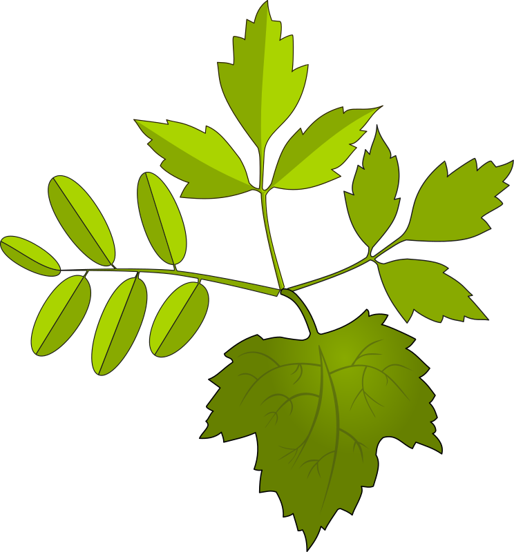 Oak Clipart Tobacco Leaves - กราฟ ฟิ ค ใบไม้ - Png Download (743x800), Png Download