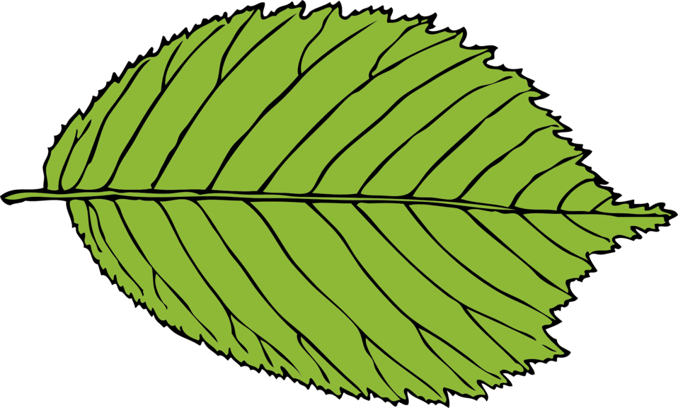 Png Beech Leaf Clipart Transparent Png (958x576), Png Download