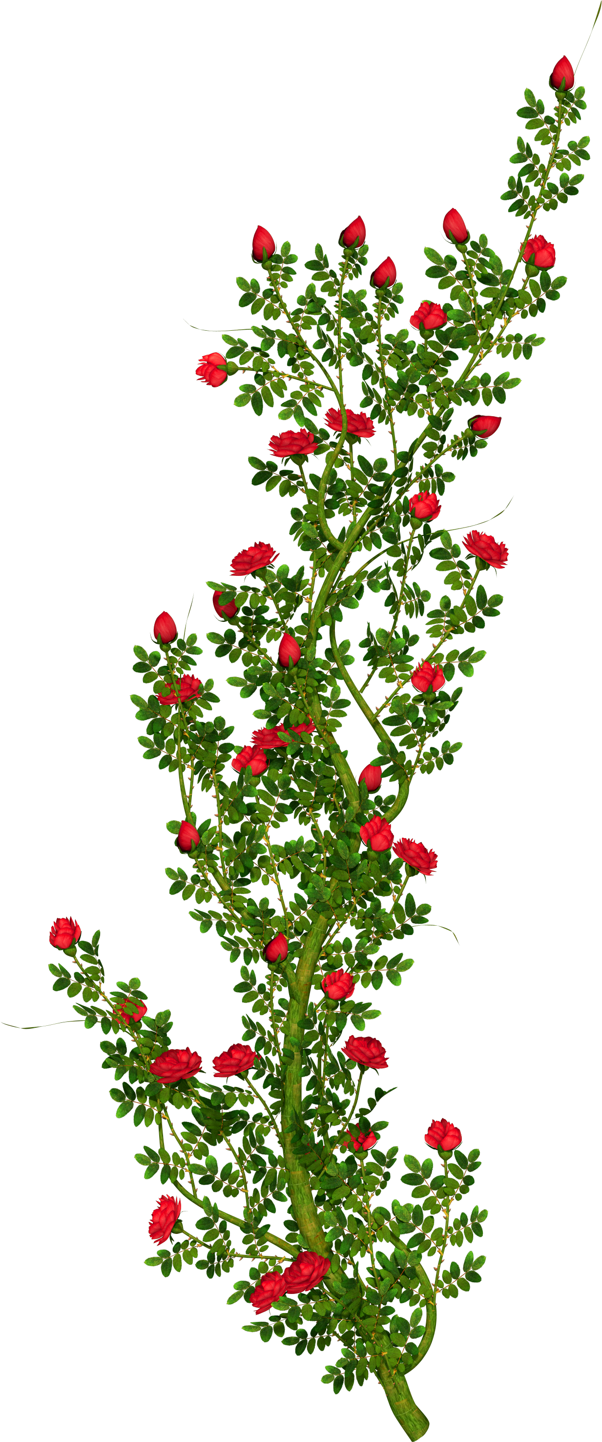 Rosebush Clipart - Rose Flower Tree Png Hd Transparent Png (1820x3053), Png Download