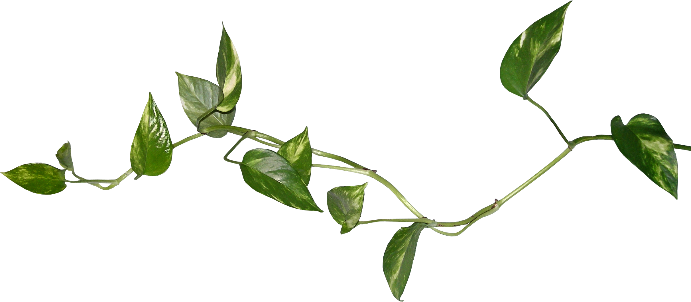 Music Box Rose Bush Easy Elegance Roses - Watercolor Leaves Png Clipart (2424x1060), Png Download