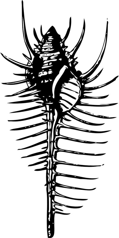 Shell Comb Spikes - Murex Shell Drawing Clipart (500x1000), Png Download