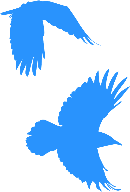 Bird Of Prey Clipart (548x800), Png Download