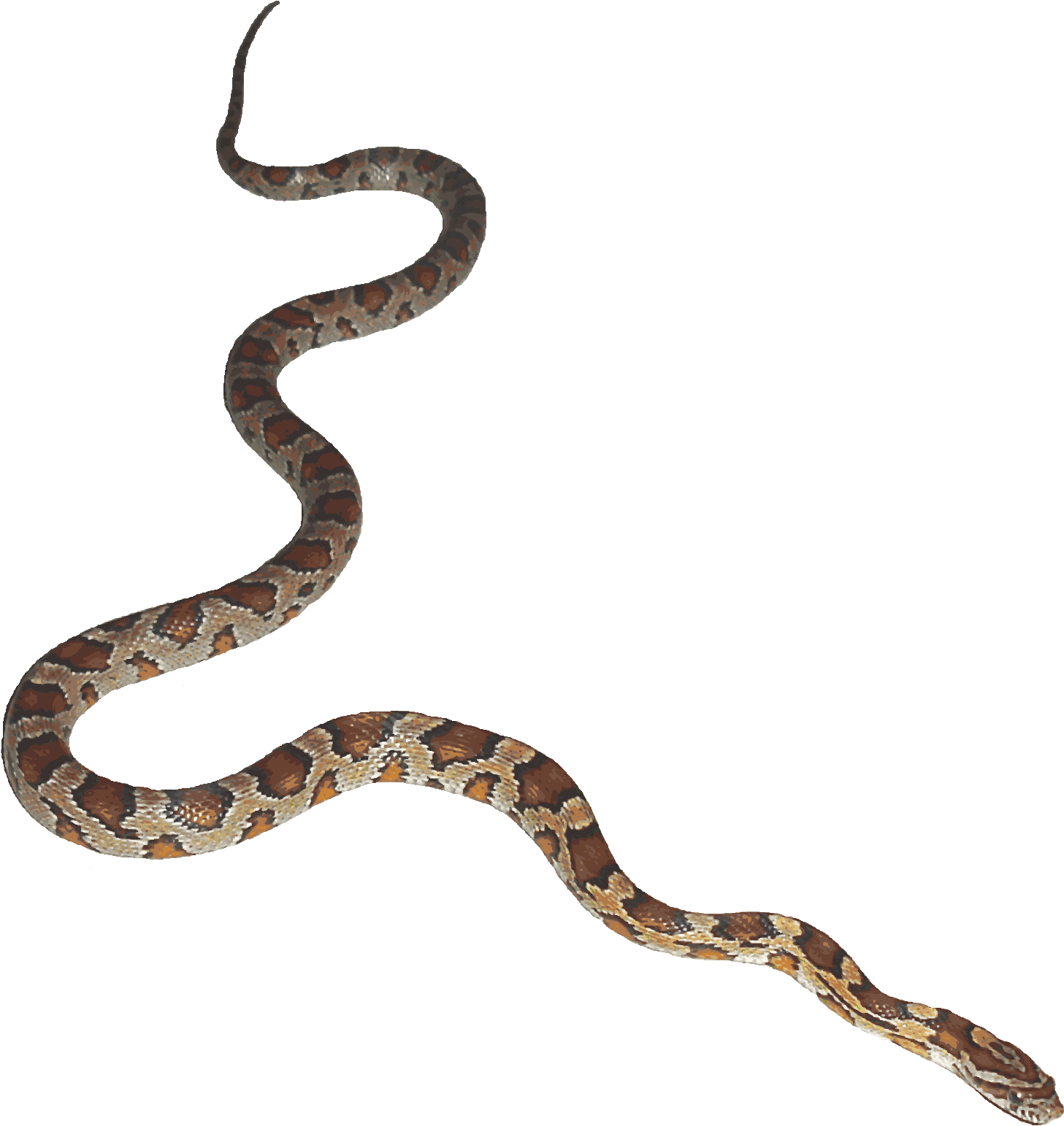 Snake Animation Desktop Wallpaper Clip Art - Snake Transparent - Png Download (1493x1598), Png Download