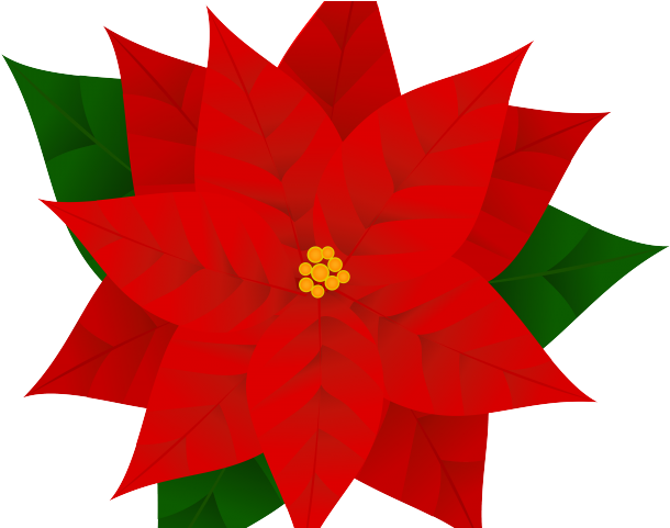 Clip Art Transparent Poinsettia - Png Download (640x480), Png Download
