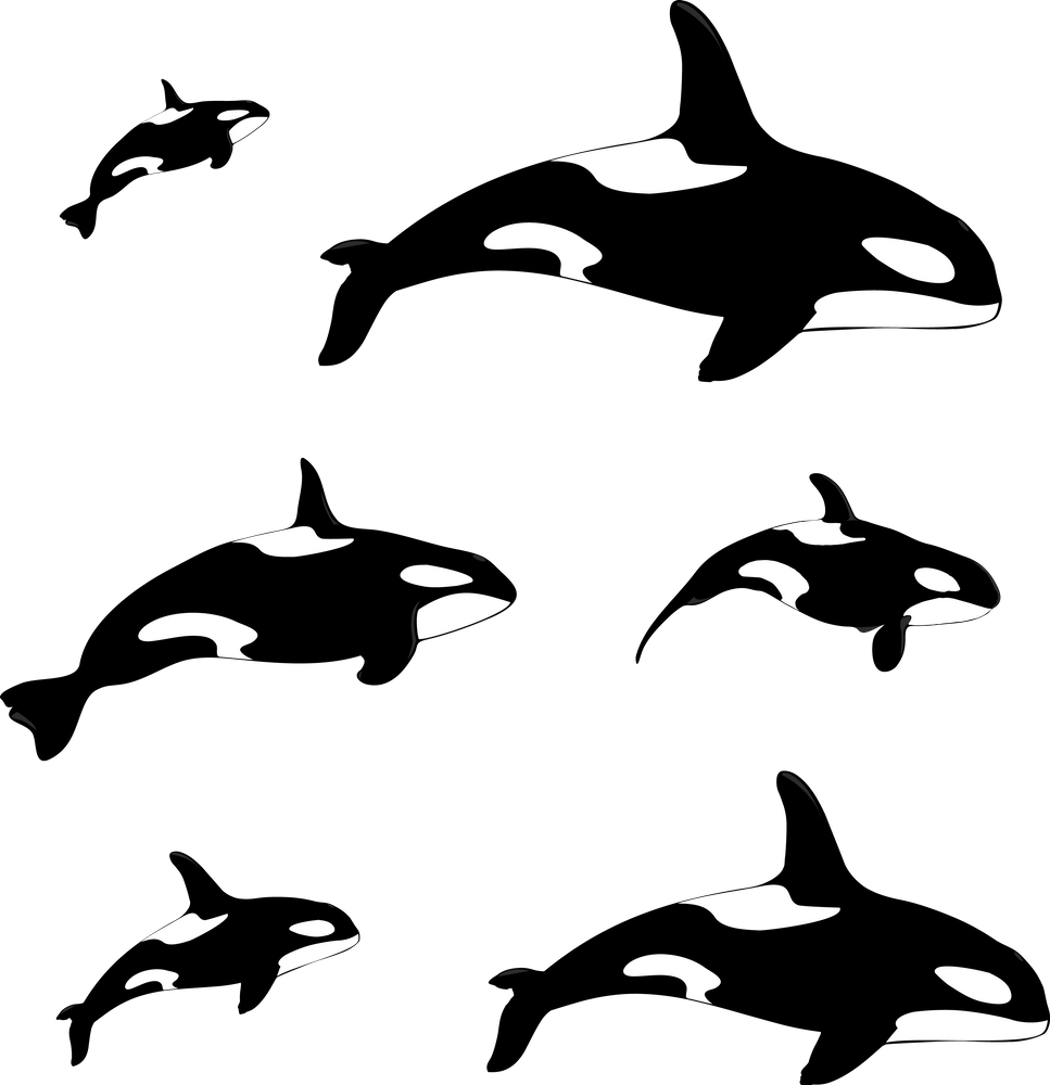 Killer Whale Clipart (967x1000), Png Download