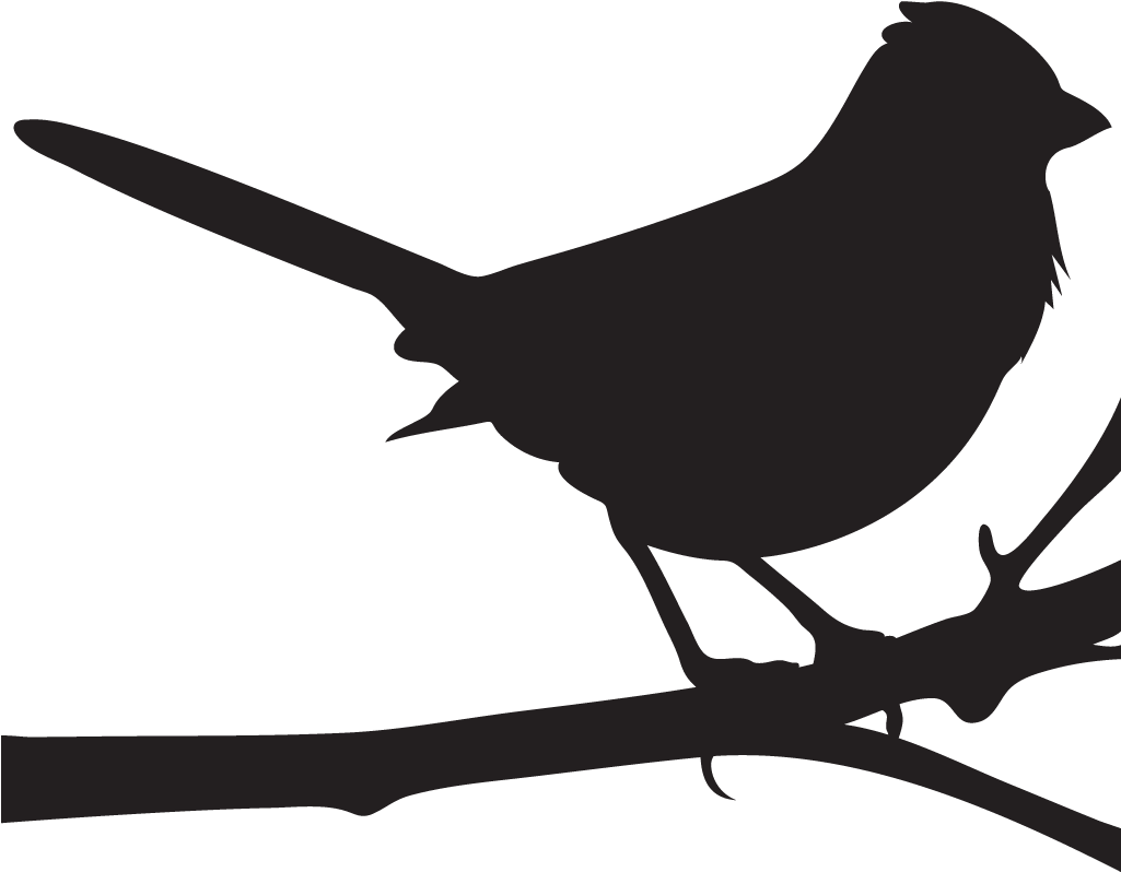 Cornell Lab Of Ornithology Spotted Towhee All About - Mockingbird Png Clipart (1024x1024), Png Download