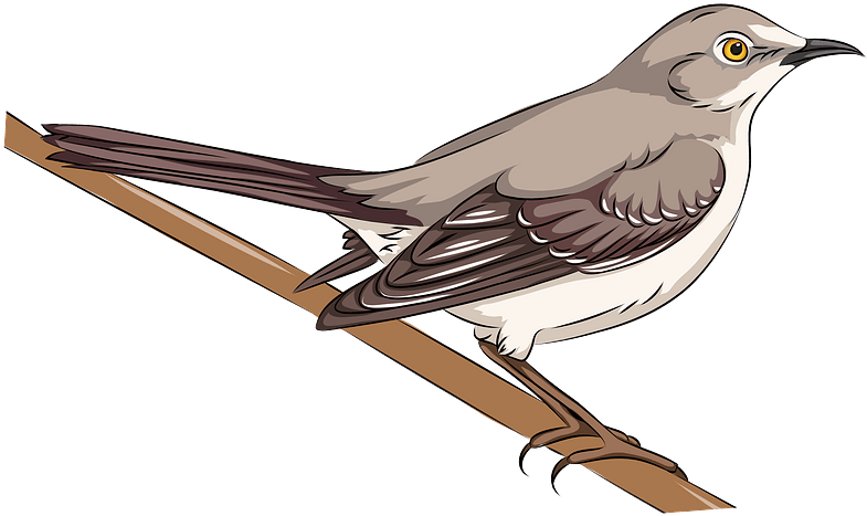 Northern Mockingbird Clipart - Mockingbird Clipart - Png Download (800x549), Png Download
