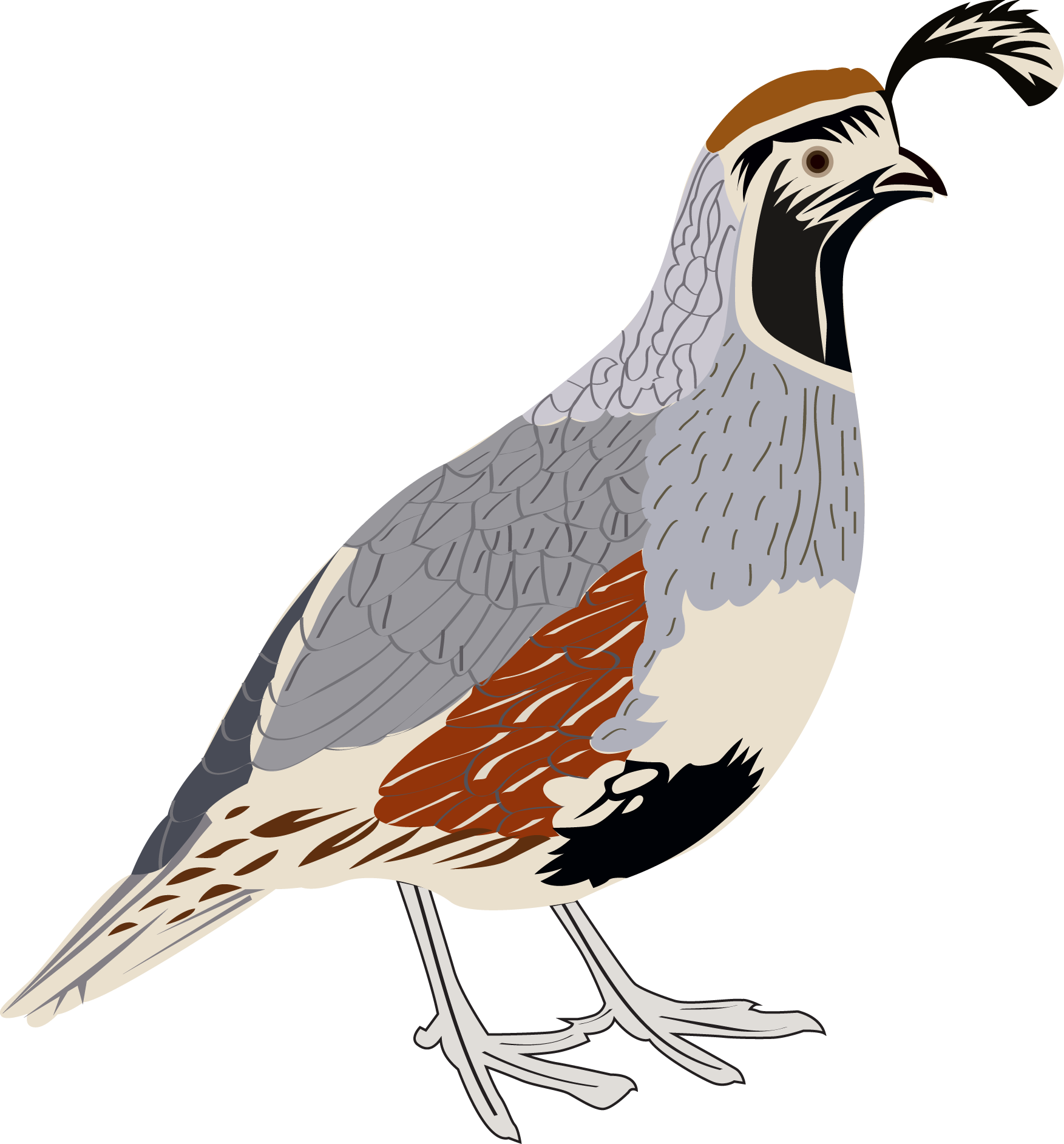 Transparent Quail Clipart - Quail Clipart Transparent - Png Download