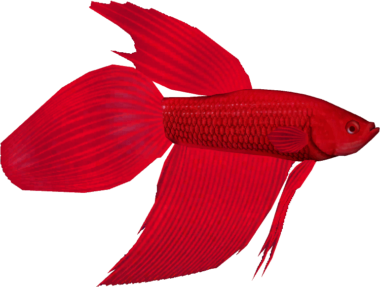 Betta Clipart Feed The Fish - Bony-fish - Png Download (806x806), Png Download