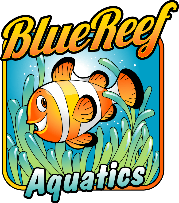 Coral Reef Fish Clipart (762x864), Png Download