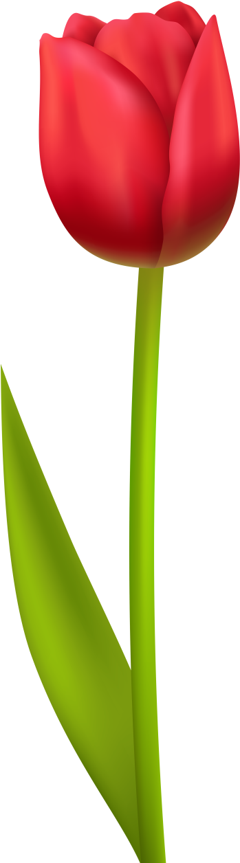 Red Tulips Clipart - Png Download (400x1264), Png Download