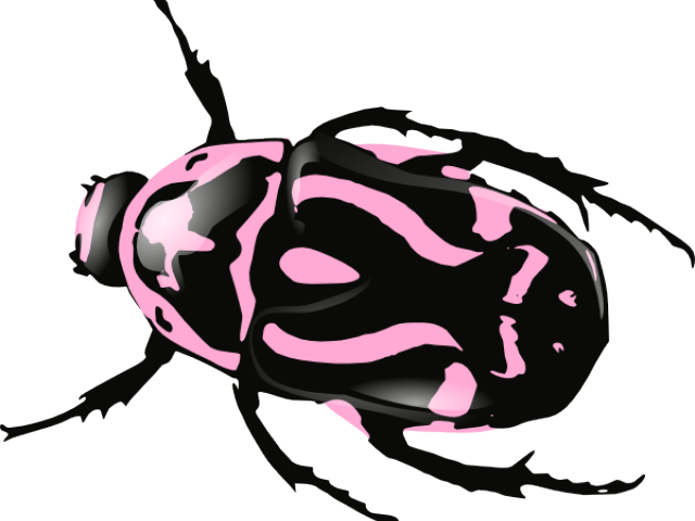 Transparent Bullfighting Clipart - Bug Black And White - Png Download (640x480), Png Download