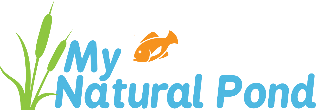My Natural Pond - Goldfish Clipart (1294x452), Png Download