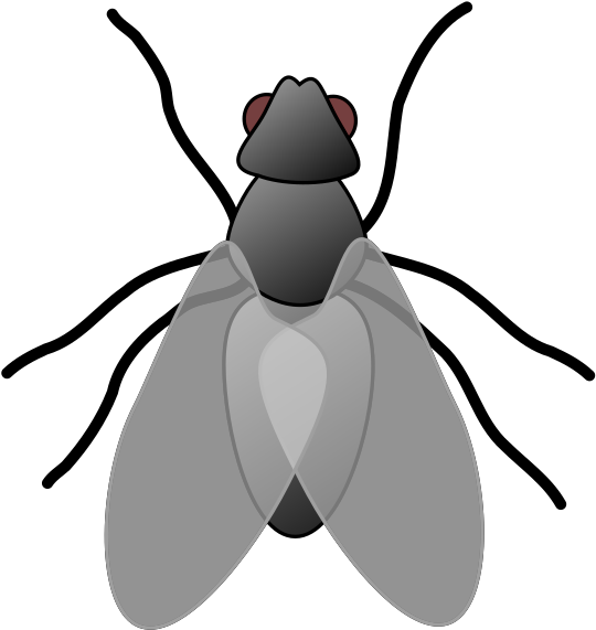 Fly Clip Art - Png Download (1600x1600), Png Download