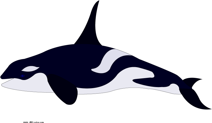 Pygmy Killer Whale Dolphin - Whale Para Colorear Clipart (822x567), Png Download