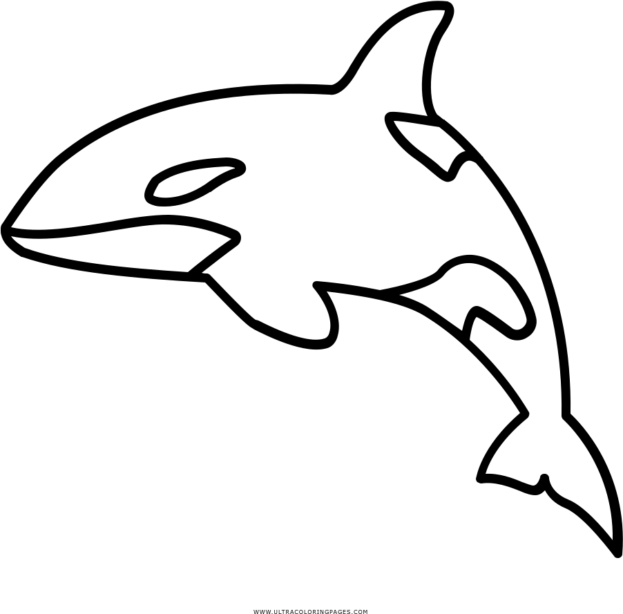 Outline Of An Orca Clipart (1000x1000), Png Download