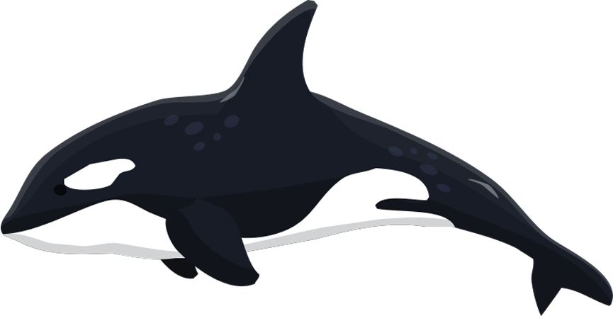 Orca Clipart Whale Dolphin, Orca Whale Dolphin Transparent - Transparent Killer Whale Clipart - Png Download (865x446), Png Download