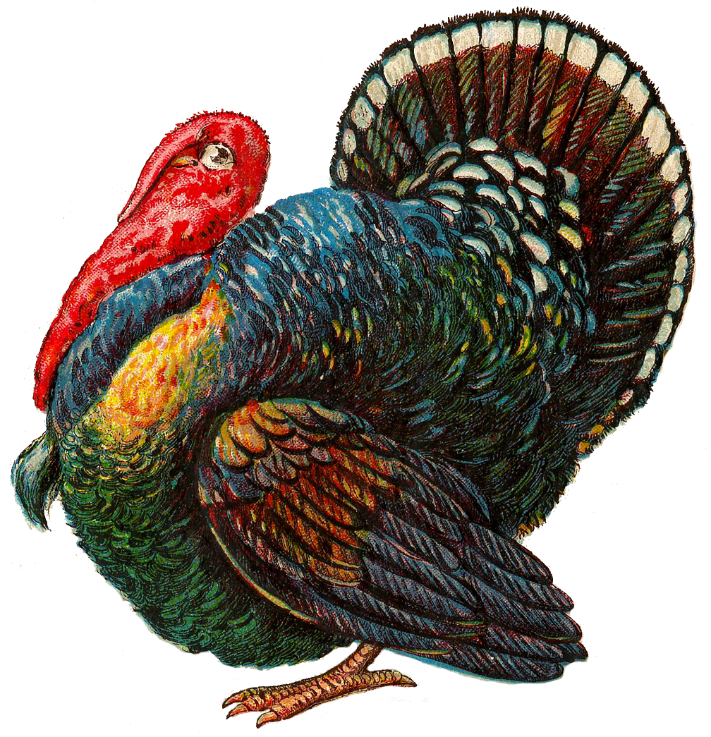 Turkey Bird - Thanksgiving Clip Art - Png Download (1028x1044), Png Download