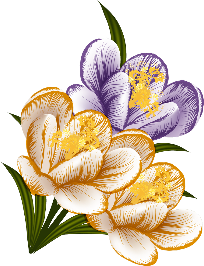 Transparent Crocus Clipart - Png Download (670x874), Png Download