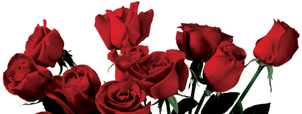 Rose Portable Network Graphics Clip Art Flower Image - Aesthetic Png Transparent (1368x855), Png Download