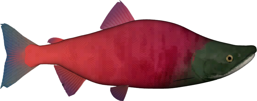 Sockeye Salmon Png - Sockeye Salmon Clipart (886x886), Png Download