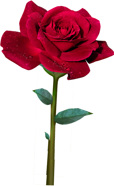 Rosa Roja Animada Png Clipart (489x750), Png Download