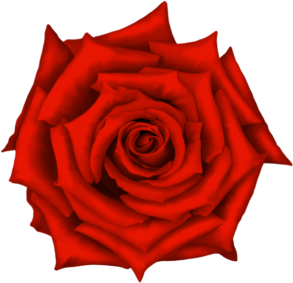 Purple Rose On White Background Clipart (600x580), Png Download