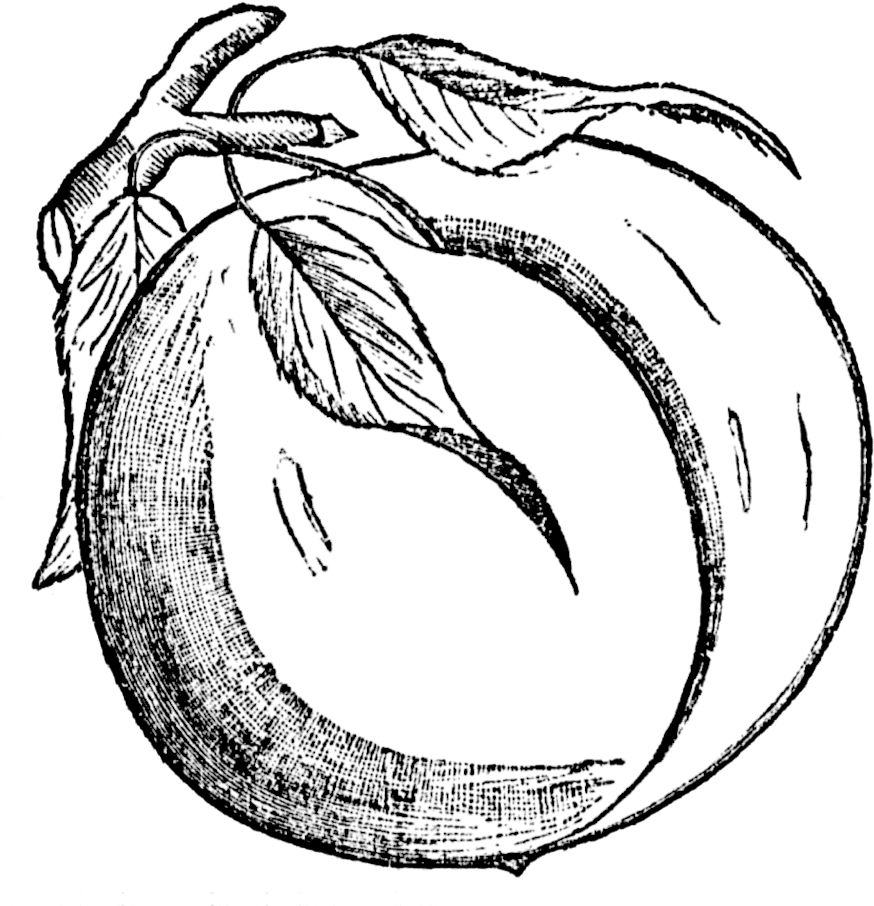 Black And White Clipart Peach - Png Download (900x929), Png Download