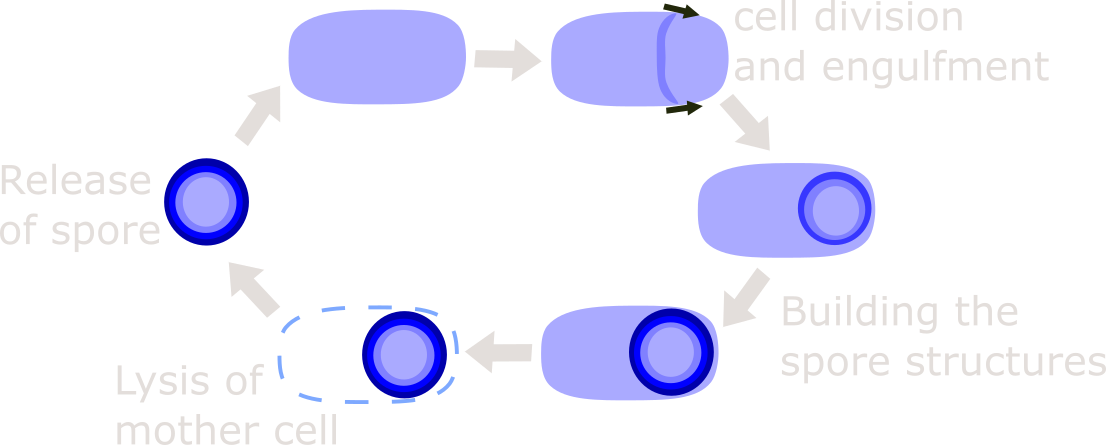 The Process Of Sporulation - Circle Clipart (1106x445), Png Download