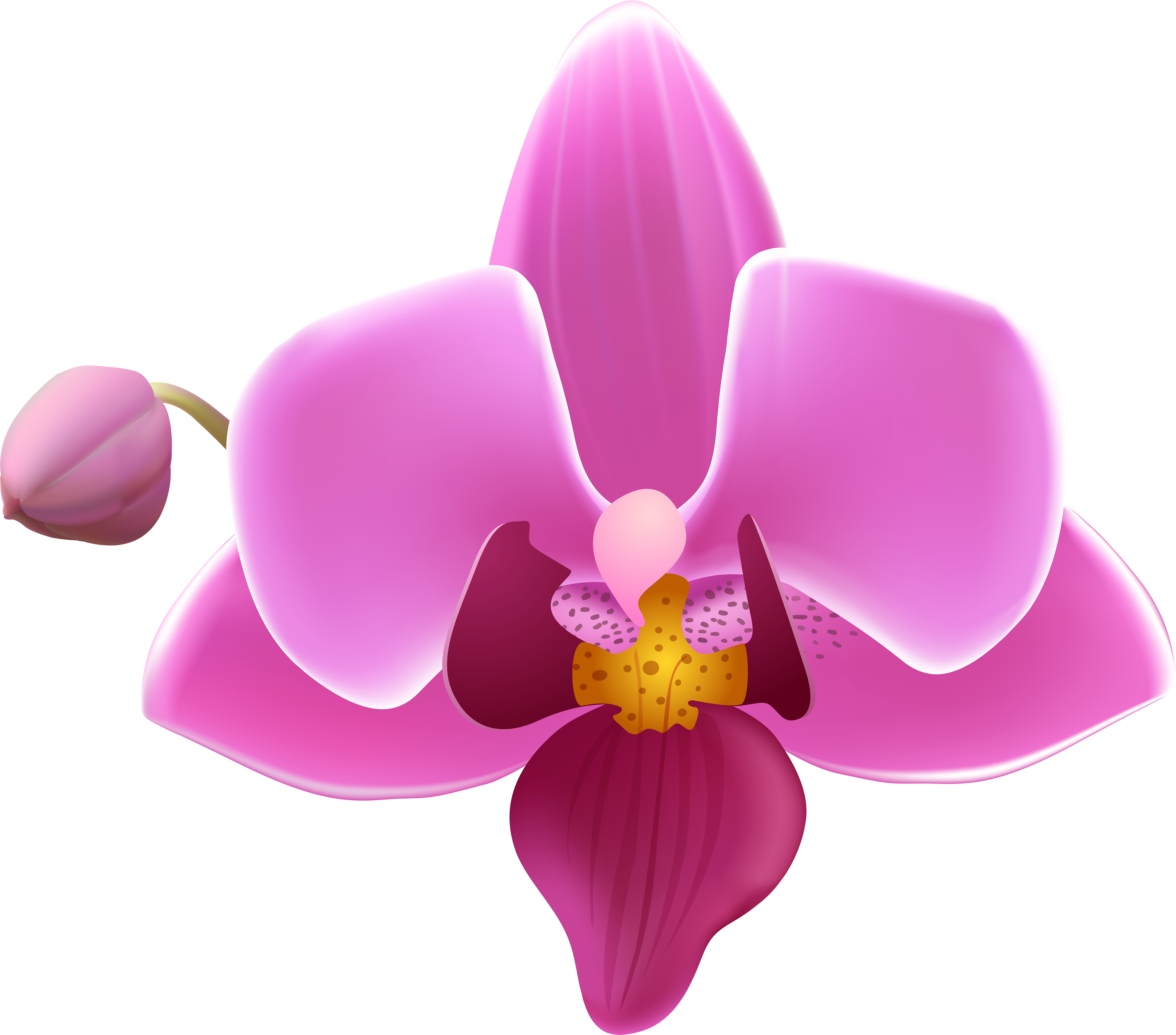 Orchid Flower Transparent Image Gallery Yopriceville Clipart (8000x7042), Png Download