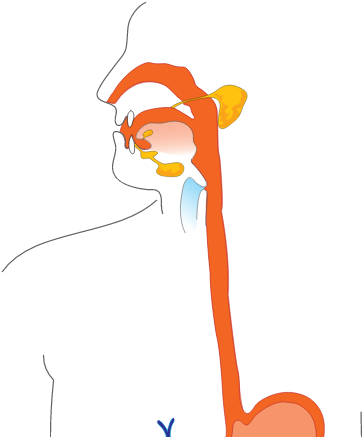 Fry In Esophagus - Digestive System Not Labeled Clipart (640x480), Png Download